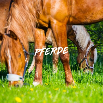 PFERDE