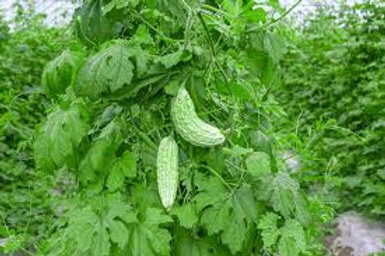 Amenazel Organic Cerasee Tea