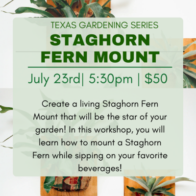 Sip N Plant | Staghorn Fern Mount