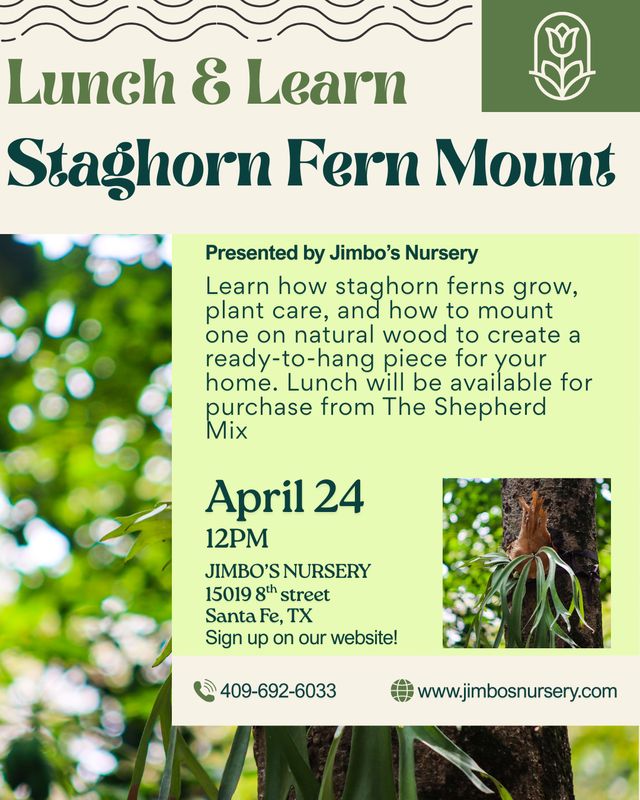Lunch & Learn: Staghorn Fern Mount
