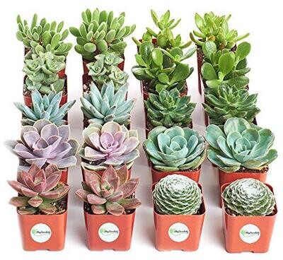 | Assorted Collection of Live Succulent Plants Hand Selected Variety Pack of Mini Succulents | Collection of 20