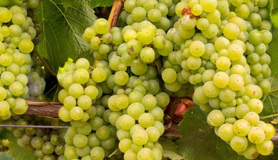 Le Vin Blanc / 21 juillet 2025