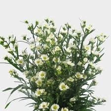 monte casino, Colors: white