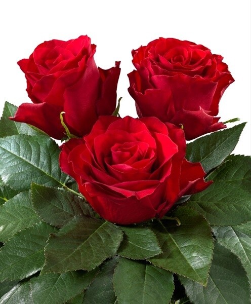 Royal explorer, Sizes: 40cm