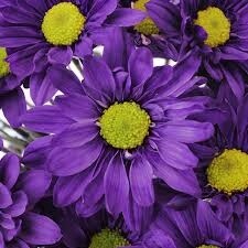 daisy