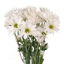 daisy, Colors: white