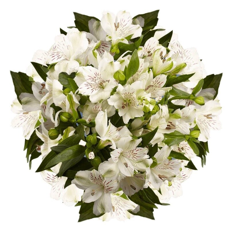 Alstromelia