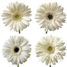 gerberas, Colors: white