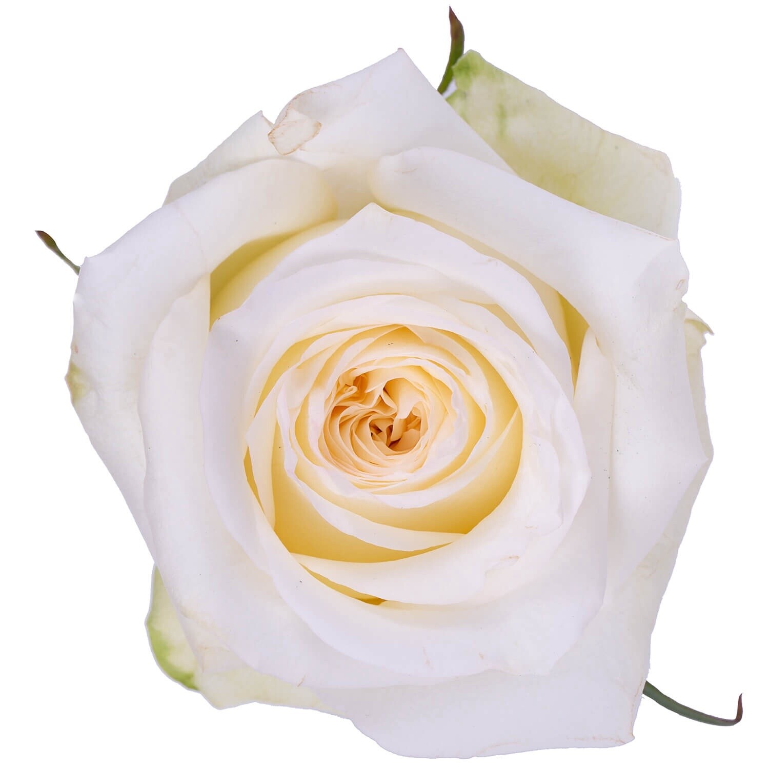 Candlelight, Sizes: 40cm