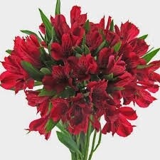 Alstromelia, Colors: red