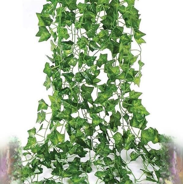 Ivy leaf