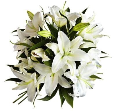 oriental lily, Colors: white