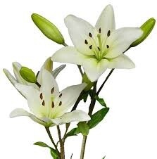 asiatic lilies