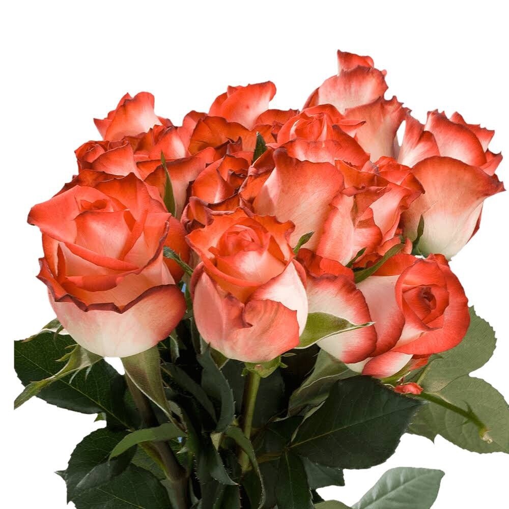 BLUSH, Sizes: 40cm