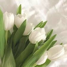 Tulips, Colors: white