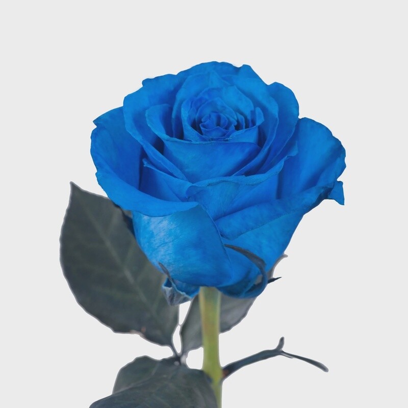 Blue roses