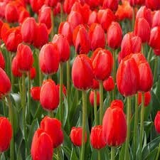Tulips