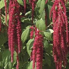 amaranthus, Colors: red
