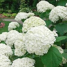 hydrangea, Colors: white