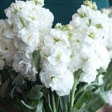 Stock, Colors: white