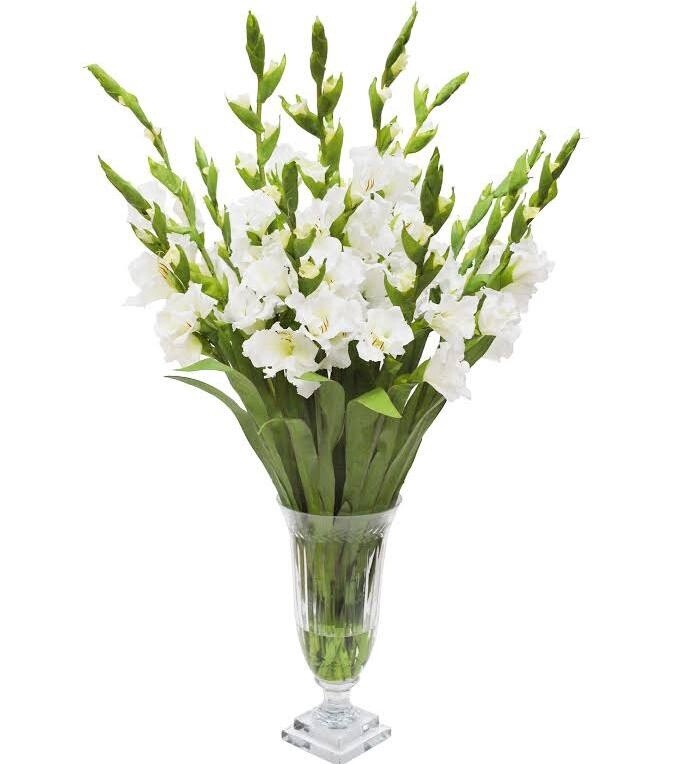 gladiolus, Colors: white