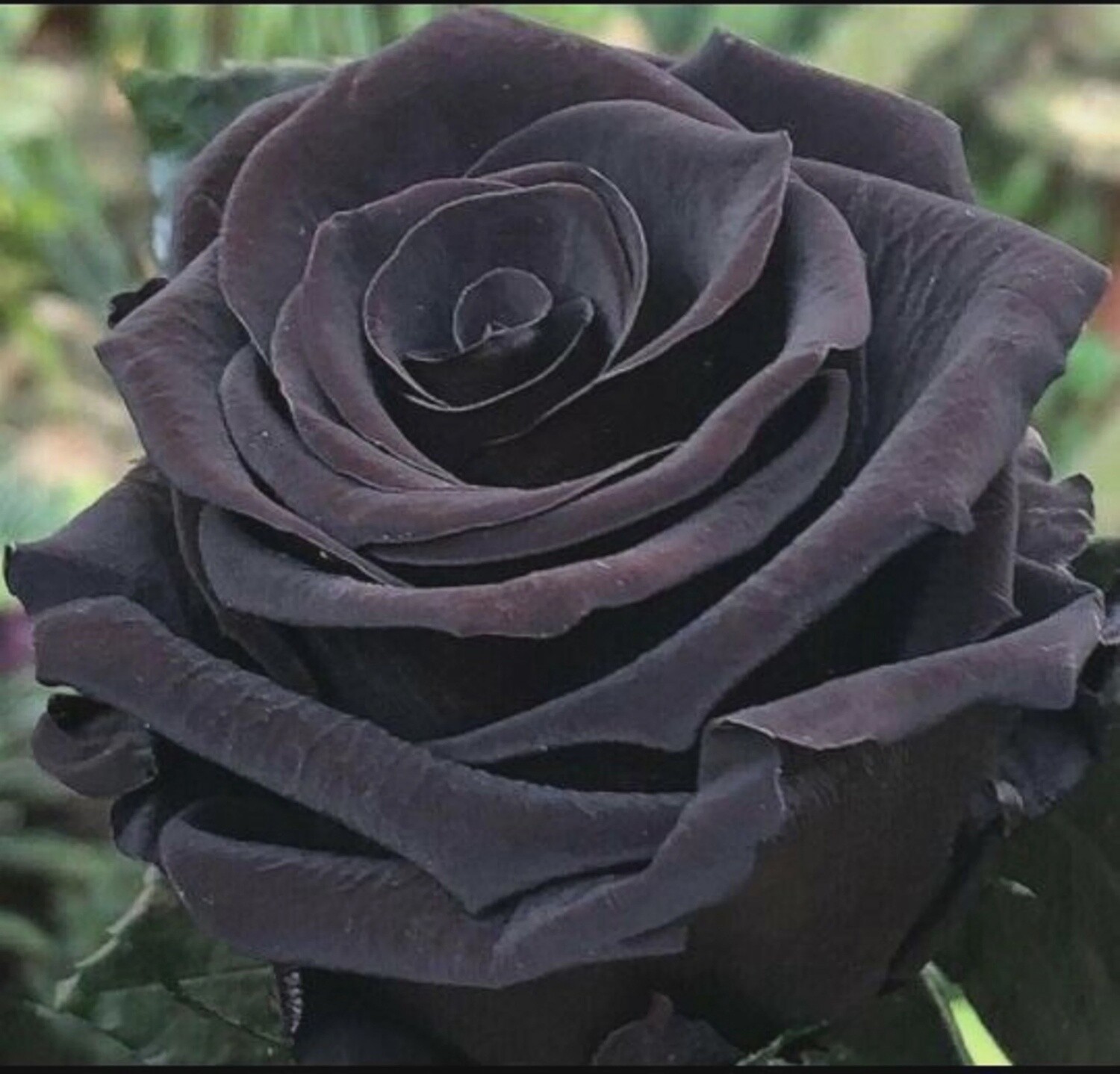 Black roses, Sizes: 40cm