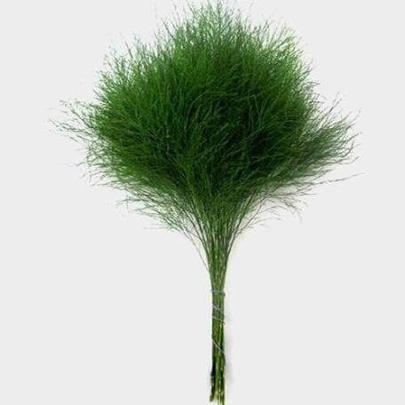 Fern palm