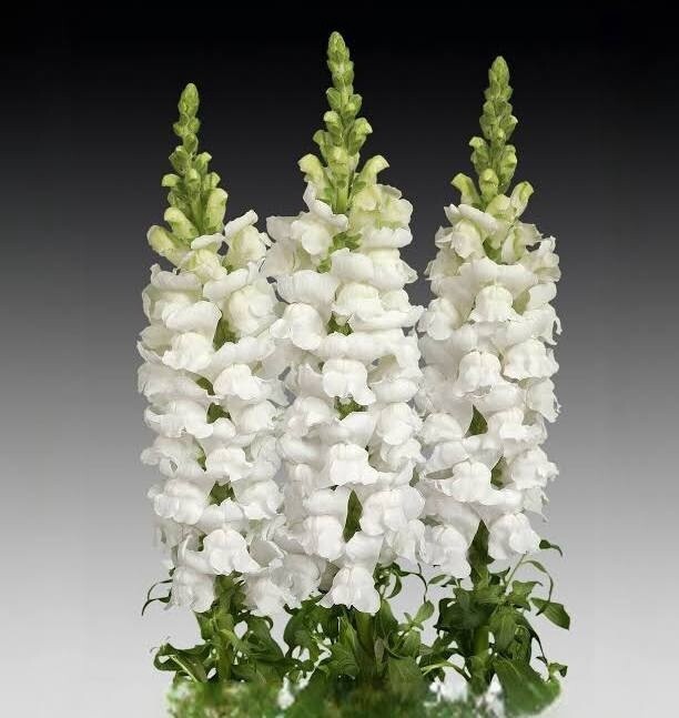 snapdragon, Colors: white