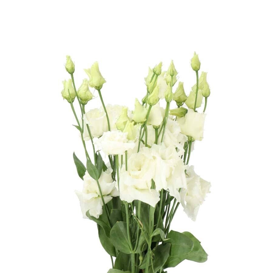 lisianthus, Colors: white