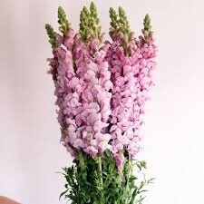 snapdragon