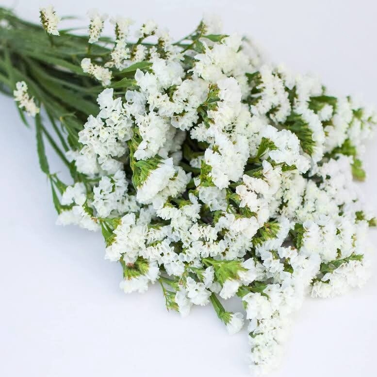 statice, Colors: white