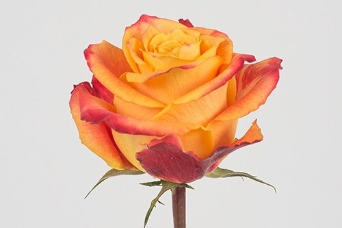 Silantoi, Sizes: 40cm