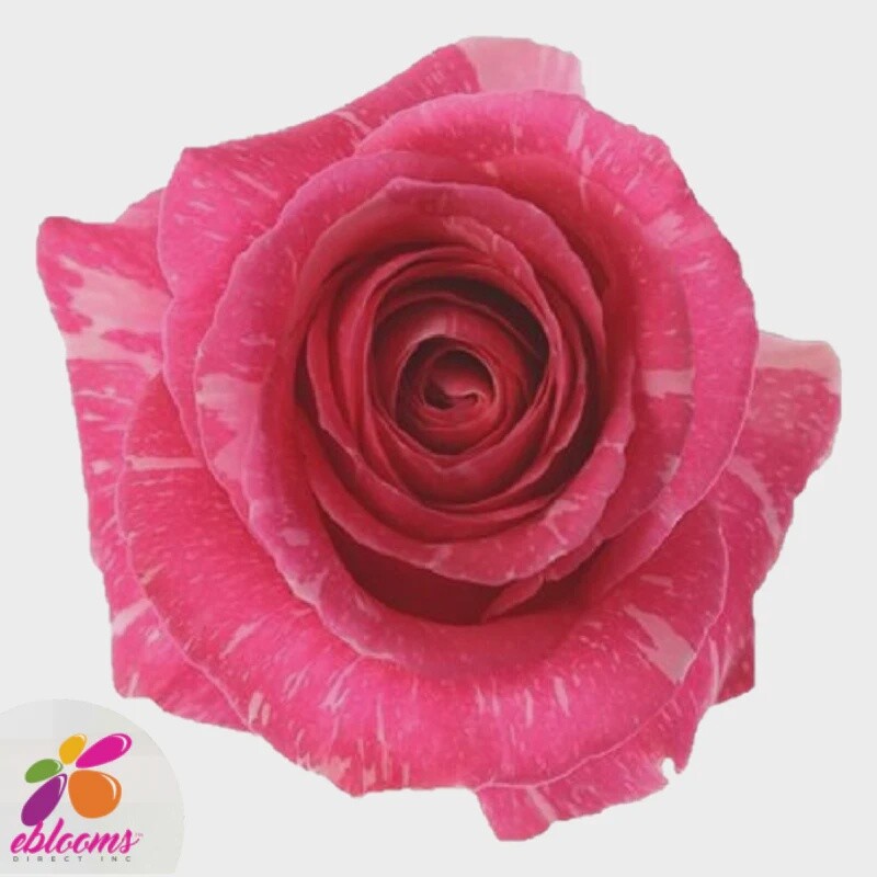 pandora, Sizes: 40cm