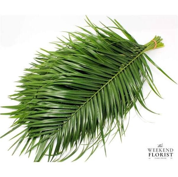Robillini palm