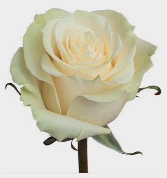mondial, Sizes: 40cm