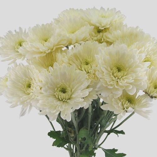 pom pom, Colors: white