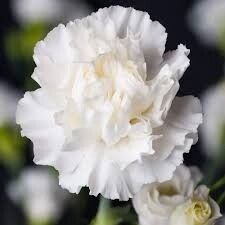 carnation, Colors: white