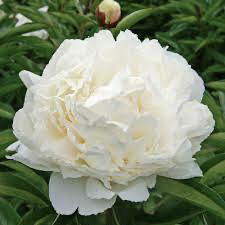 peony, Colors: white