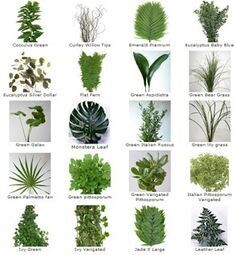 Greens