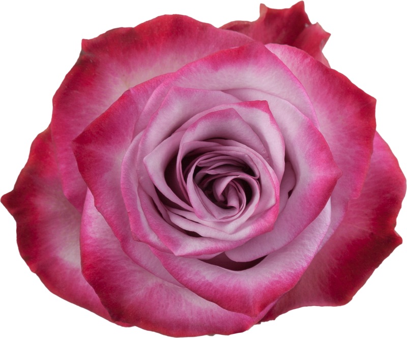 Deep purple