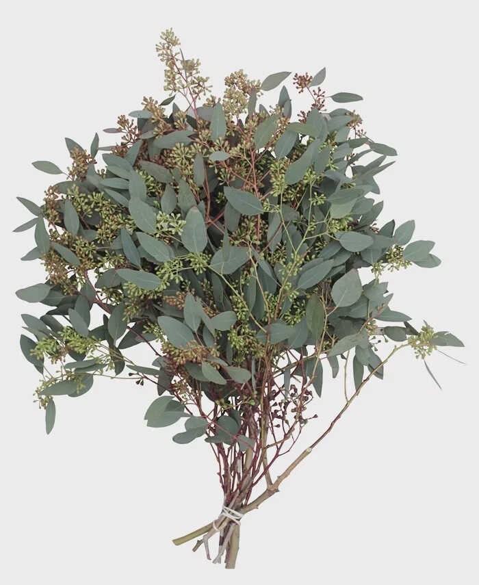 Seed Eucalyptus