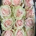 pink Mondial, Sizes: 40cm
