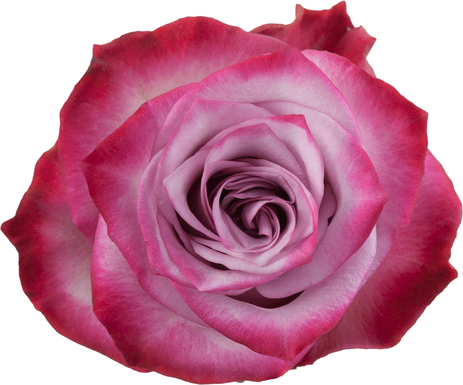 Deep purple, Sizes: 40cm