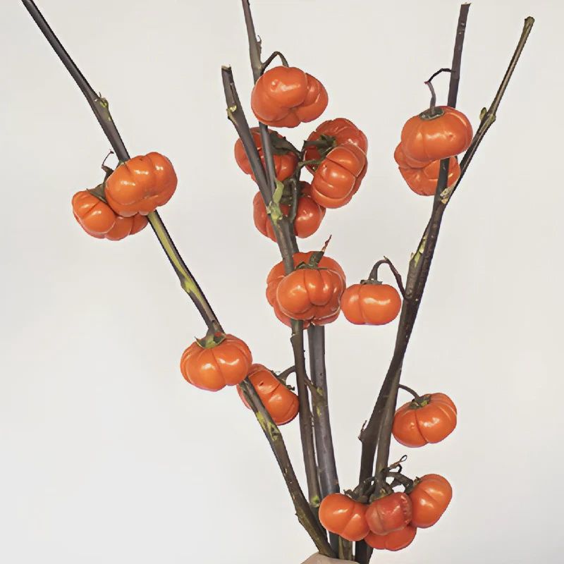 Pumpkin tree