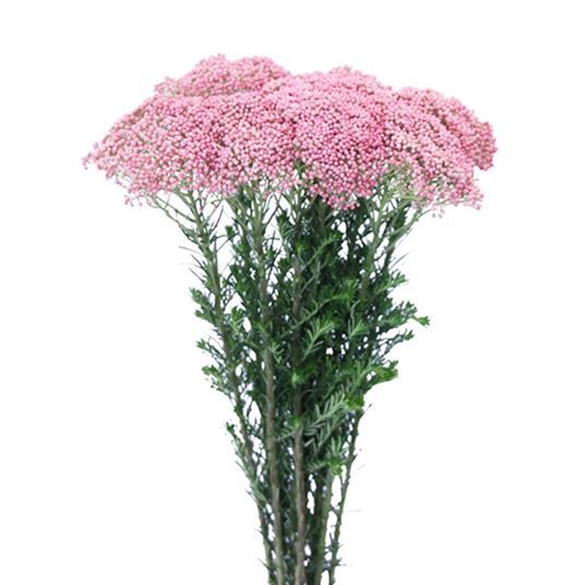 Rice Flower