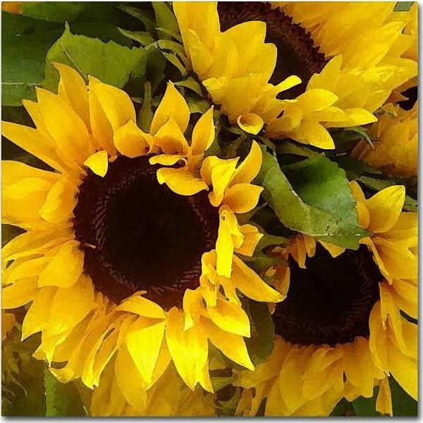 sunflowers, Color: sunflower 5 stem