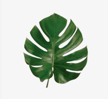 monster leaf
