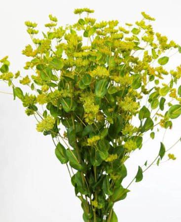 BUPLEURUM