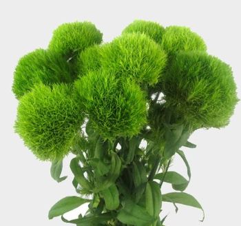 Green Ball