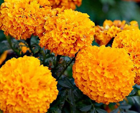 marigold